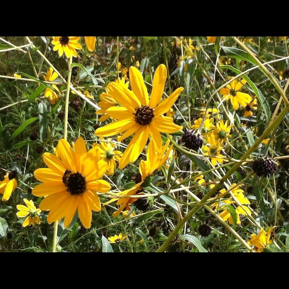 Meet your Posher, Nancy - Picture 7 of 9